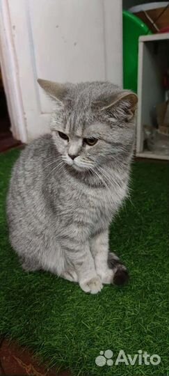 Кошка британская
