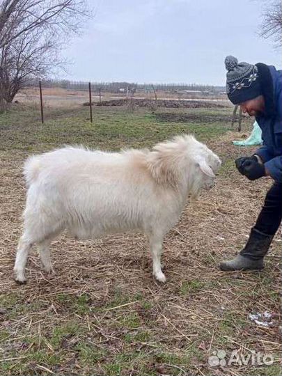 Козел на случку