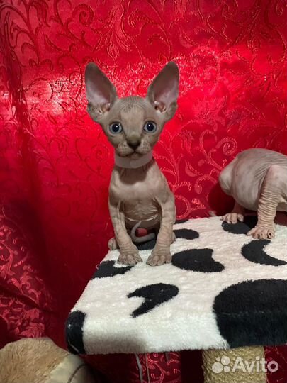 Канадский сфинкс