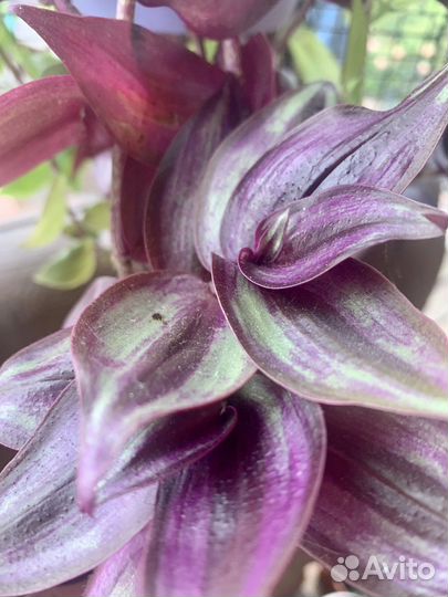 Псевдоэрантемум, педилантус и др