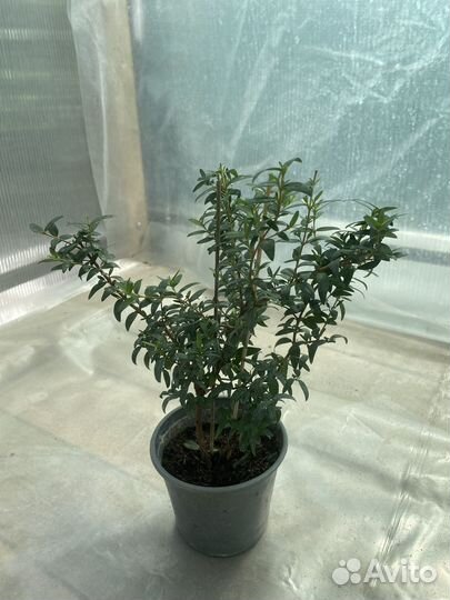 Комнатный мирт — тонкий аромат и изысканный силуэт