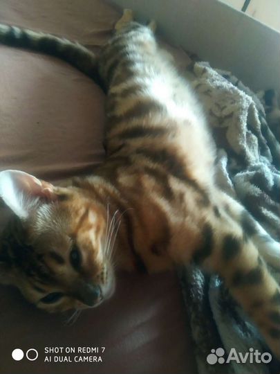 Бенгальский леопард