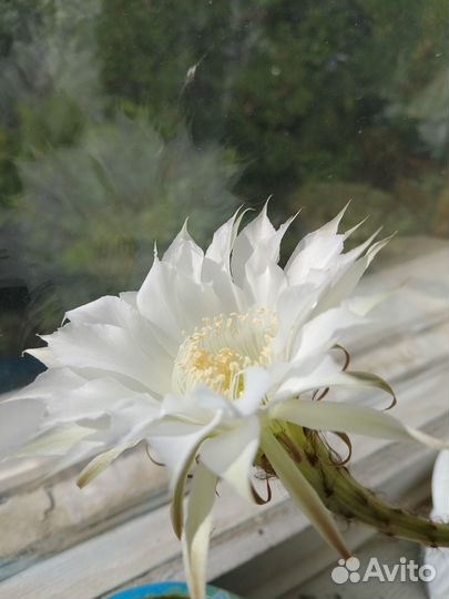 Кактус Царица ночи Echinopsis eyriesii эхинопсисэр