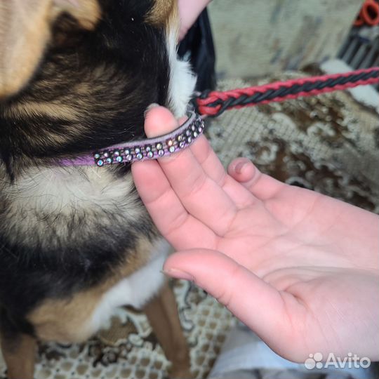 Потеряшка ищет хозяев