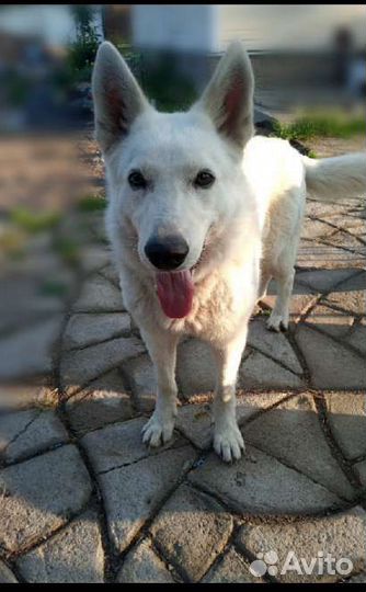 Белая овчарка