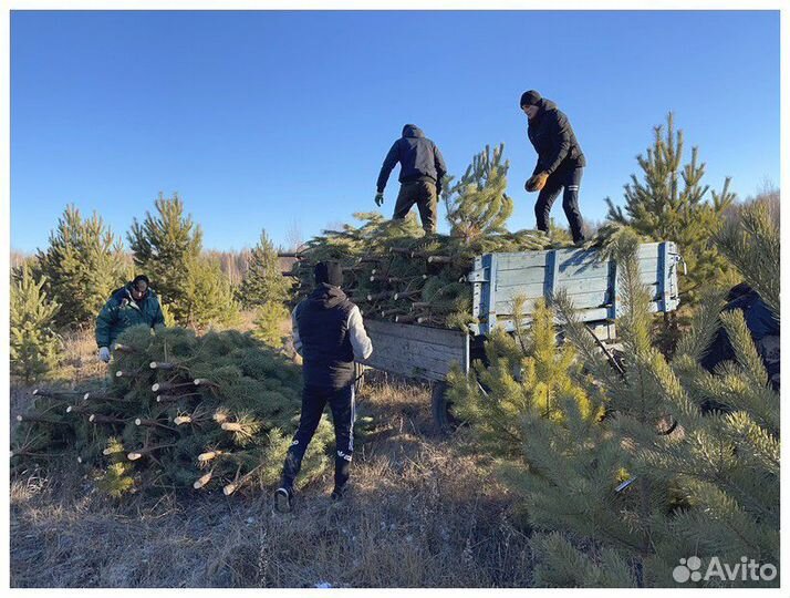 Сосна, ель, пихта, лапник