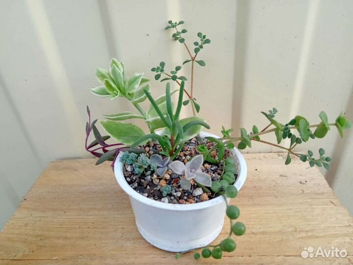Суккуленты мини садик