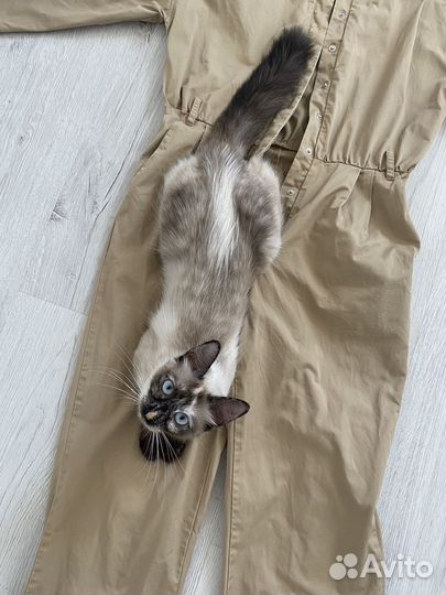 Тайская кошка