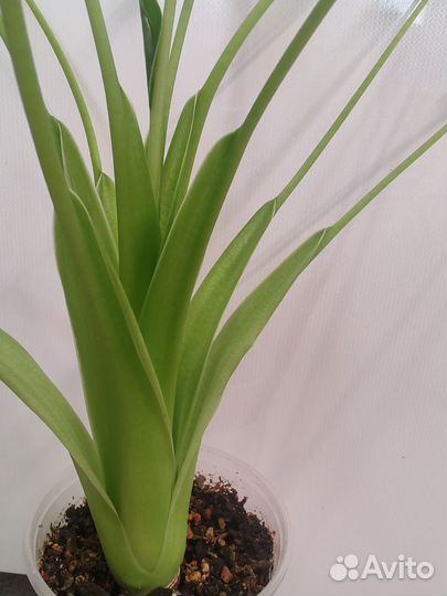 Алоказия крошечные танцовщицы