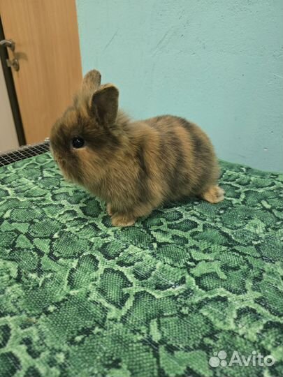 Мини кролики