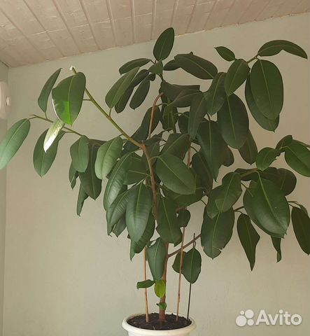 Фикус каучуконосный большой