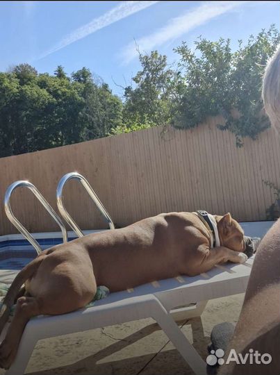 Американский булли вязка