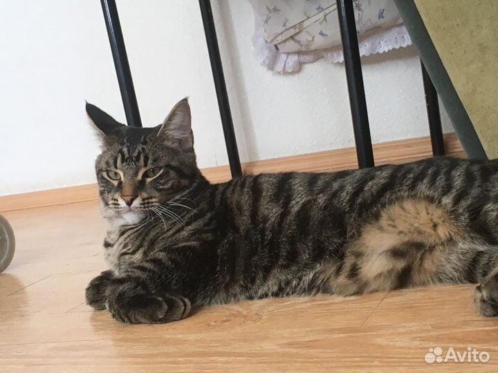 Передержка животных