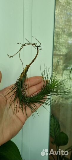 Тилландсия