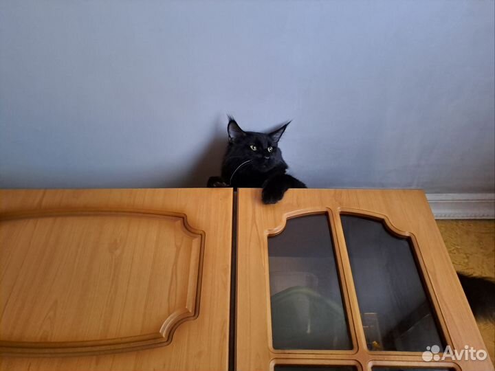 Кот Мейн-кун вязка