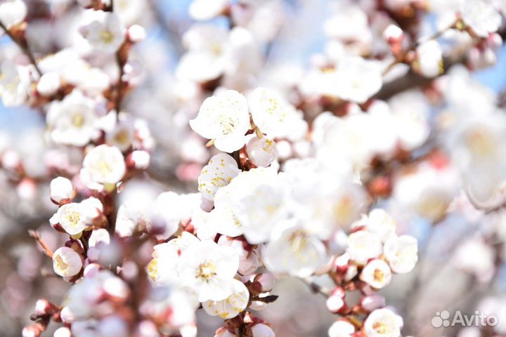 Фотограф / модель