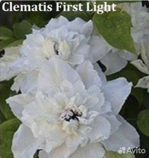 Клематисы Люкс