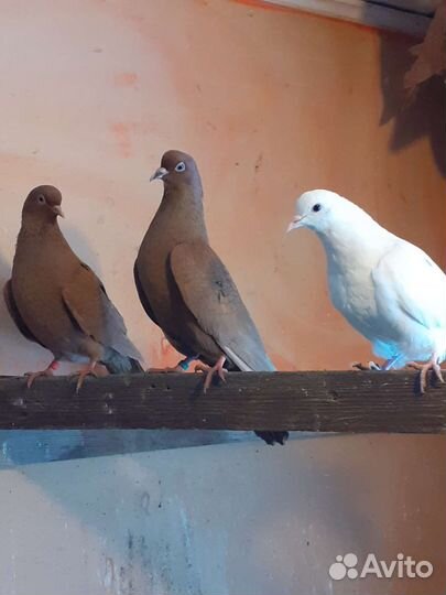 Продажа голубей