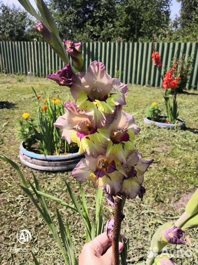 Гладиолусы