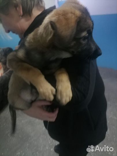 Немецкая овчарка смесь в добрые руки