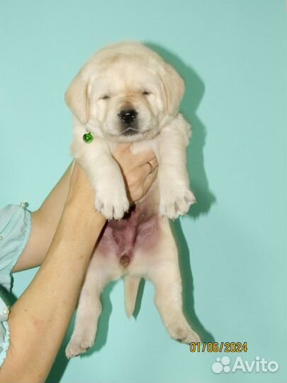 Щенки лабрадора