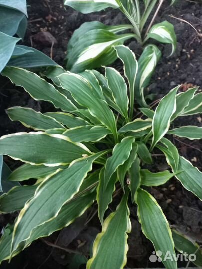 Набор хост/1