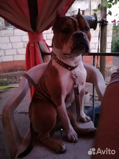 Вязка Американский булли