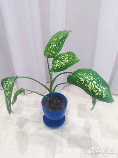 Диффенбахия