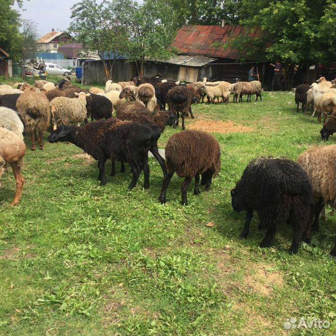 Курдючные бараны овцы