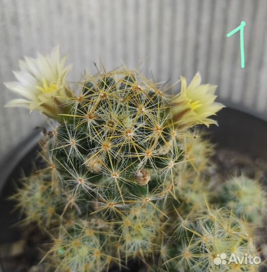 Кактус цветущий маммилярия пролифера