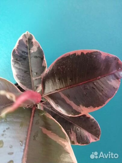 Фикус эластика розовый белиз