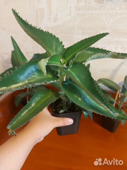 Каланхоэ дегремона лечебный