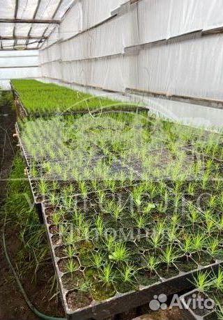 Голубая ель с зкс сеянцы