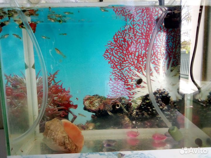 Рыбки (гуппи)