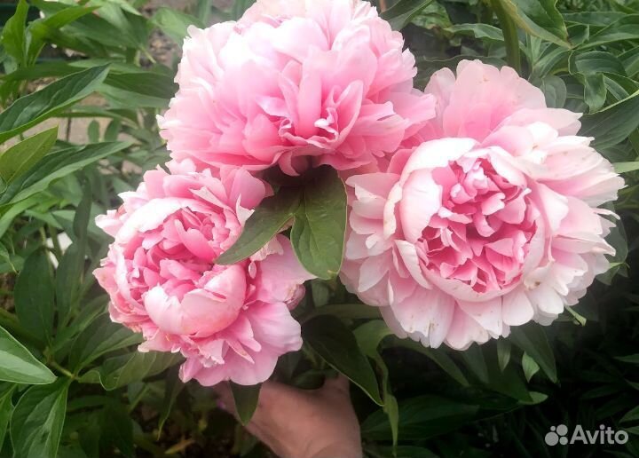 Пион Бесс Бокстос саженцы