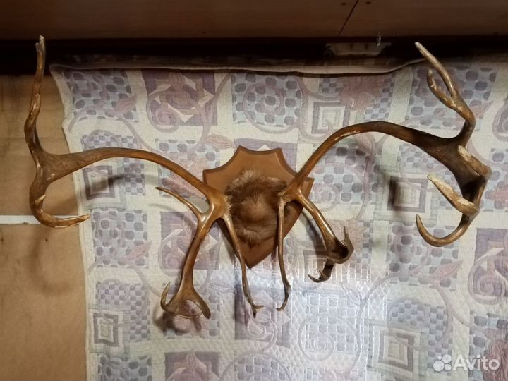 Продам рога оленя на стену