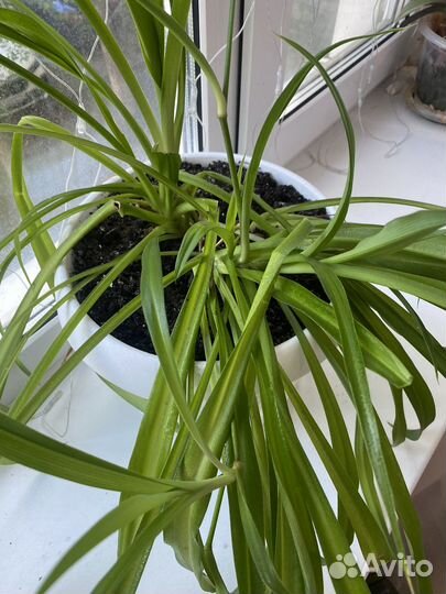 Хлорофитум