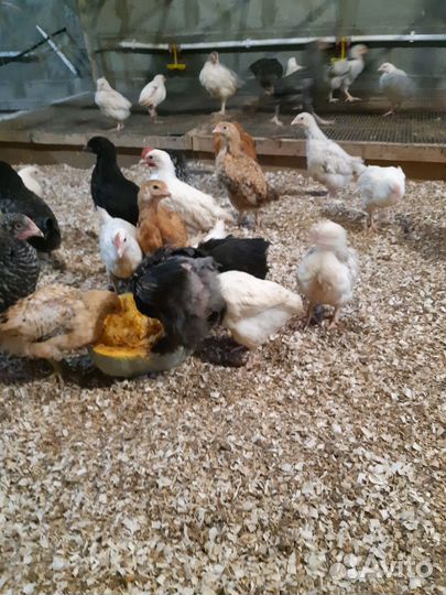 Цыплята подрощенные