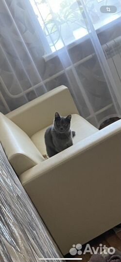 Британский кот 1 год