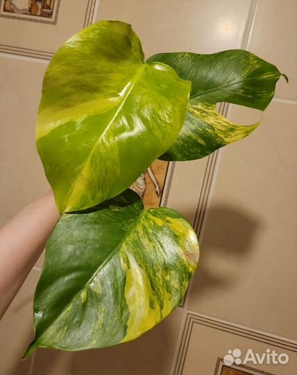 Монстера желтая (Monstera Pertusa yellow splash)
