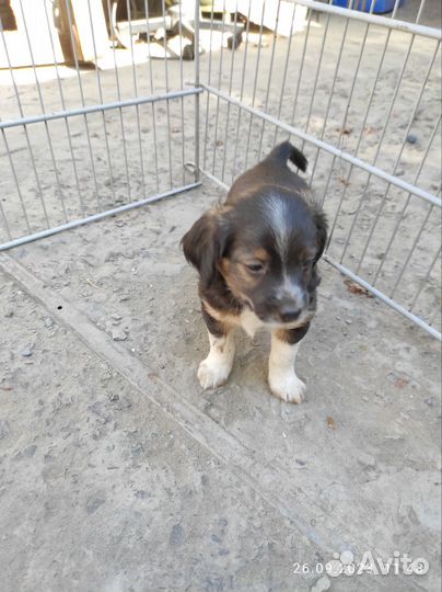 Собака в добрые руки щенок