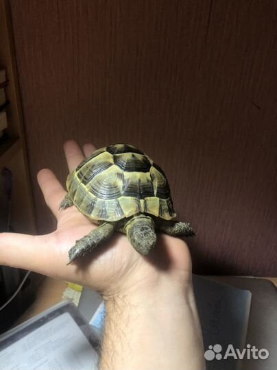 Черепаха сухопутная