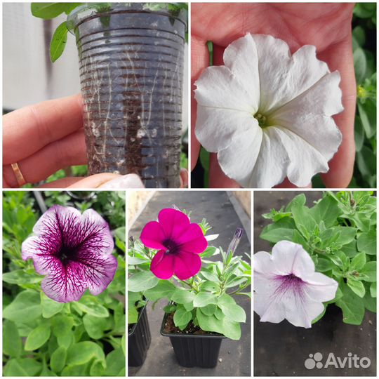 Рассада петунии, калибрахоа, биденса и бакопы