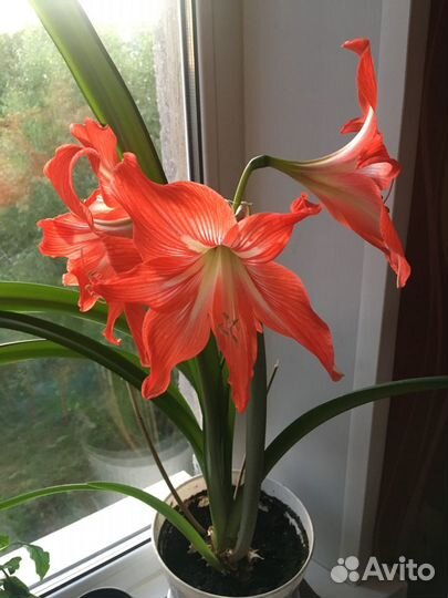 Комнатный цветок Гиппеаструм/ Пеперомия