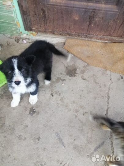 Отдам в добрые руки