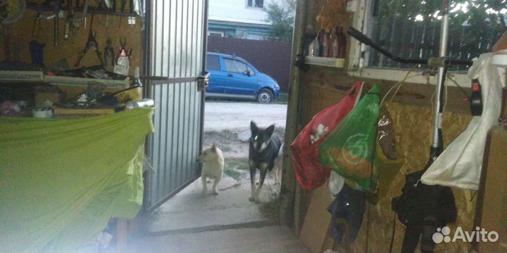 Собака в добрые руки отдам бесплатно