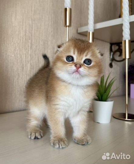 Золотые котята