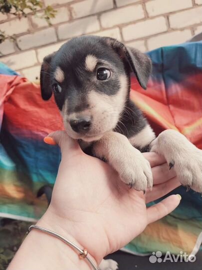 Чудные щеночки