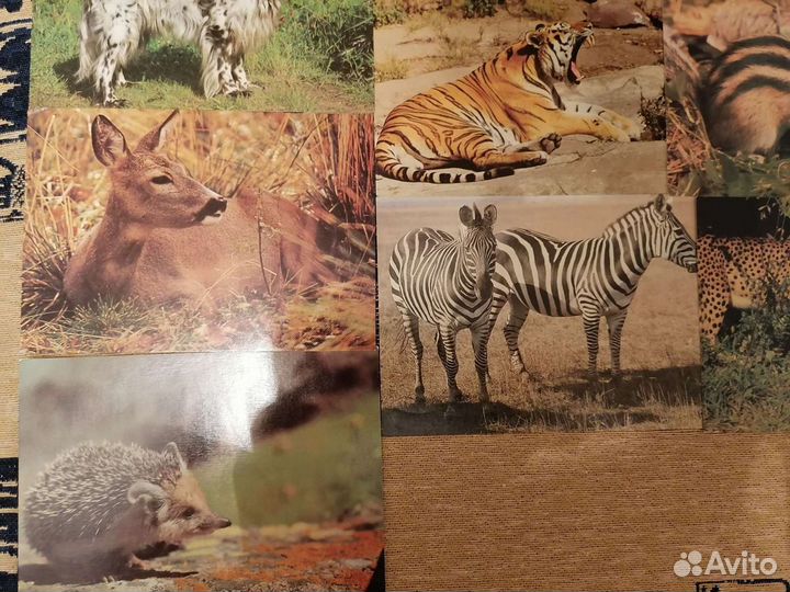 Открытки СССР, животные, фотографии
