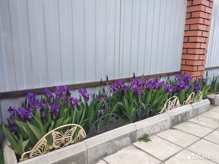 Рассада,цветы многолетние